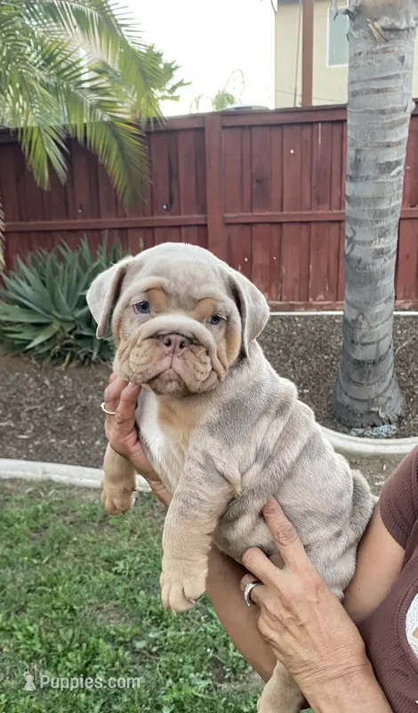 Nala – English Bulldog puppy for sale in Menifee, CA