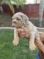 Nala, a female English Bulldog for sale in Menifee, CA – 4 of 9