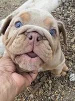 Nala, a female English Bulldog for sale in Menifee, CA – 3 of 9