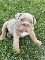 Nala, a female English Bulldog for sale in Menifee, CA – 7 of 9