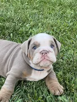 Levi, a male English Bulldog for sale in Menifee, CA – 6 of 9
