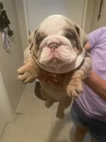 Levi, a male English Bulldog for sale in Menifee, CA – 3 of 9