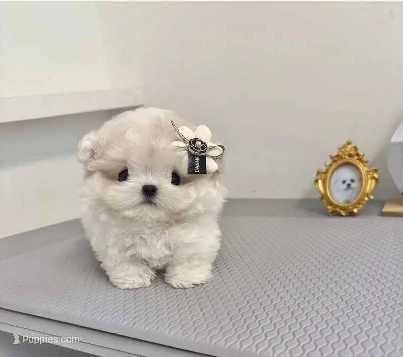 Liso – Maltese puppy for sale in New Albany, IN