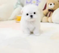 Lala, a female Maltese for sale in New Albany, IN – Photo 2 of 3