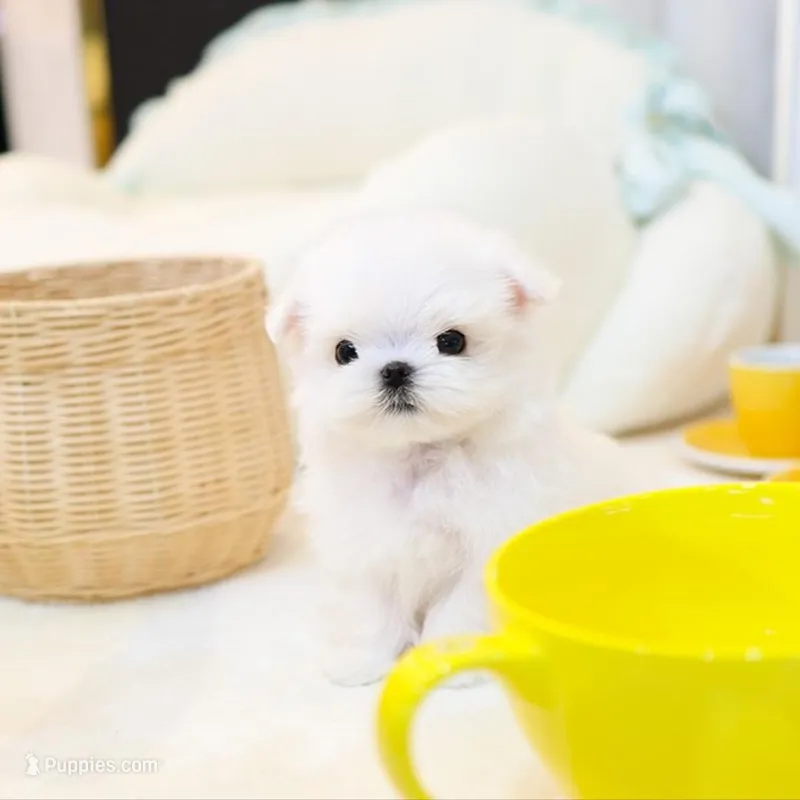 Lala – Maltese puppy for sale in New Albany, IN