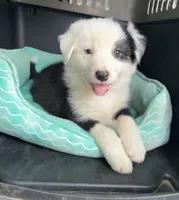 Australian Shepherd, a female Australian Shepherd for sale in Harlan, KY – 3 of 4