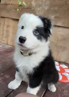 Australian Shepherd, a female Australian Shepherd for sale in Harlan, KY – 2 of 4