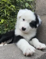 Australian Shepherd, a female Australian Shepherd for sale in Harlan, KY – 1 of 4