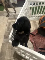 Rhare , a female Goldendoodle and English Mastiff for sale in Orlando, FL – 2 of 3