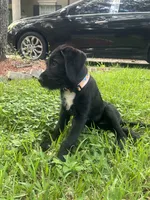 Rhare , a female Goldendoodle and English Mastiff for sale in Orlando, FL – 3 of 3