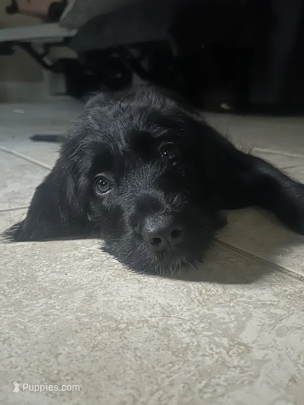 Rhare  – Goldendoodle, English Mastiff puppy for sale in Orlando, FL