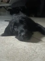 Rhare , a female Goldendoodle and English Mastiff for sale in Orlando, FL – 1 of 3