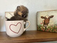 Tiny,Toy,Tcup,micro Bella, a female Pomeranian for sale in Brentwood, CA – 4 of 7