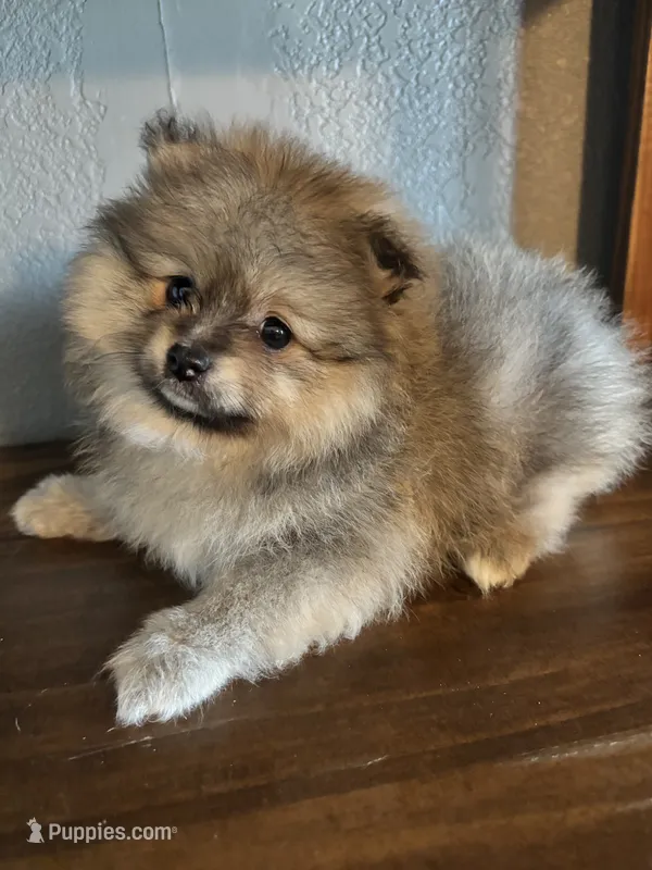 Lola – Pomeranian puppy for sale in Brentwood, CA
