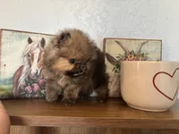 Tiny,Toy,Tcup,micro Bella, a female Pomeranian for sale in Brentwood, CA – 7 of 7