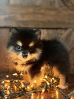 Maya, a female Pomeranian for sale in Brentwood, CA – Photo 2 of 3