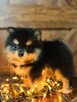 Maya, a female Pomeranian for sale in Brentwood, CA – Photo 1 of 3