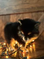 Maya, a female Pomeranian for sale in Brentwood, CA – Photo 3 of 3