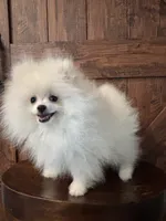Sam, a male Pomeranian for sale in Brentwood, CA – 3 of 3
