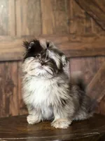 Emily, a female Shih Tzu for sale in Brentwood, CA – Photo 4 of 5