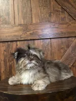 Emily, a female Shih Tzu for sale in Brentwood, CA – Photo 5 of 5