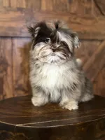 Emily, a female Shih Tzu for sale in Brentwood, CA – Photo 1 of 5