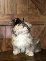 Emily, a female Shih Tzu for sale in Brentwood, CA – Photo 2 of 5