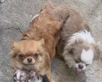 Charly, a male Chihuahua for sale in Brentwood, CA – Photo 3 of 4