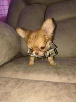 Charly, a male Chihuahua for sale in Brentwood, CA – Photo 2 of 4