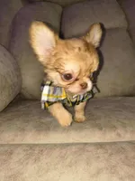 Charly, a male Chihuahua for sale in Brentwood, CA – Photo 4 of 4