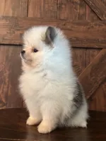 Panda, a male Pomeranian for sale in Brentwood, CA – Photo 5 of 7