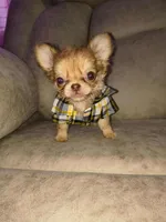 Charly, a male Chihuahua for sale in Brentwood, CA – Photo 1 of 4
