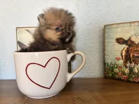 Tiny,Toy,Tcup,micro Bella, a female Pomeranian for sale in Brentwood, CA – 6 of 7