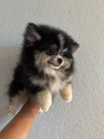 Blue, a male Pomeranian for sale in Brentwood, CA – 2 of 3