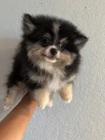 Blue, a male Pomeranian for sale in Brentwood, CA – 3 of 3