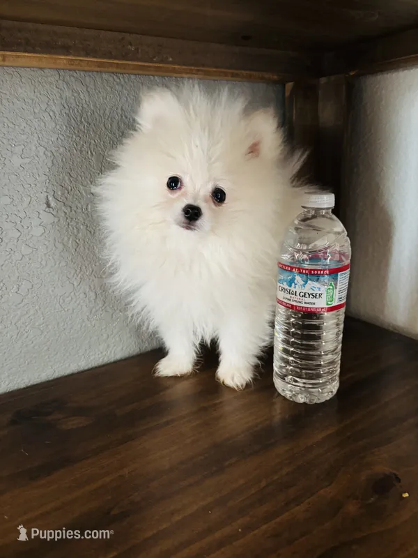 Milo – Pomeranian puppy for sale in Brentwood, CA