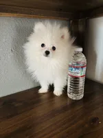 Milo, a male Pomeranian for sale in Brentwood, CA – 1 of 1