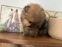 Tiny,Toy,Tcup,micro Bella, a female Pomeranian for sale in Brentwood, CA – 3 of 7