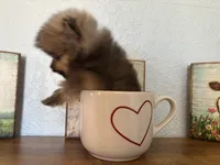 Tiny,Toy,Tcup,micro Bella, a female Pomeranian for sale in Brentwood, CA – 5 of 7