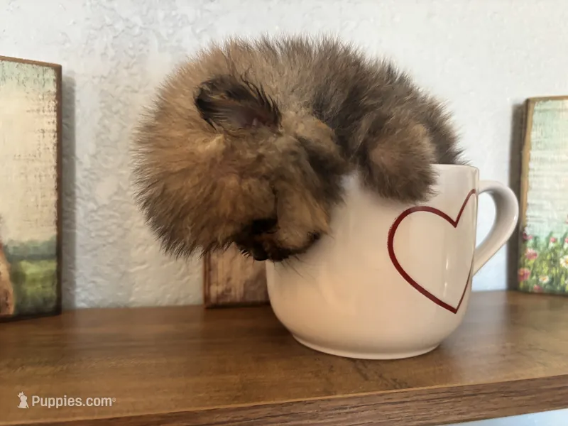 Tiny,Toy,Tcup,micro Bella – Pomeranian puppy for sale in Brentwood, CA