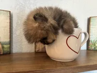 Tiny,Toy,Tcup,micro Bella, a female Pomeranian for sale in Brentwood, CA – 1 of 7