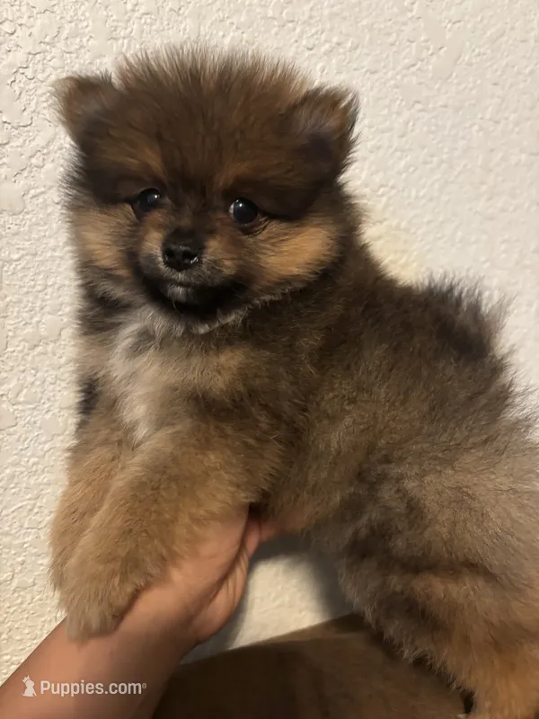 Toby – Pomeranian puppy for sale in Brentwood, CA