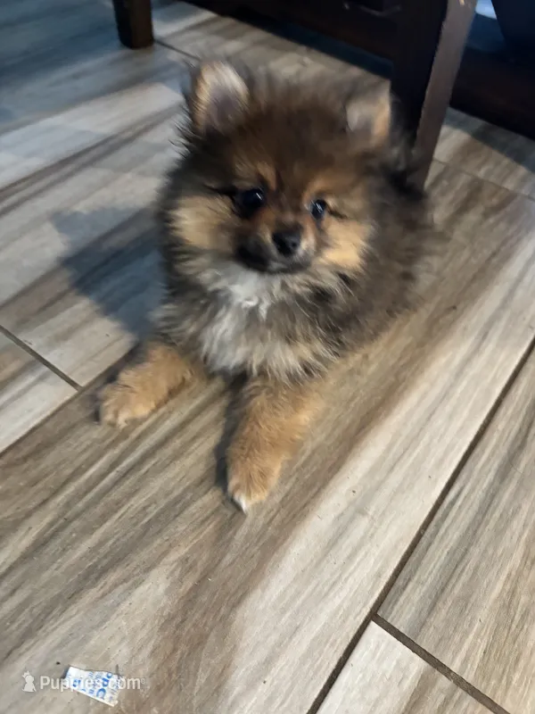 Toby – Pomeranian puppy for sale in Brentwood, CA