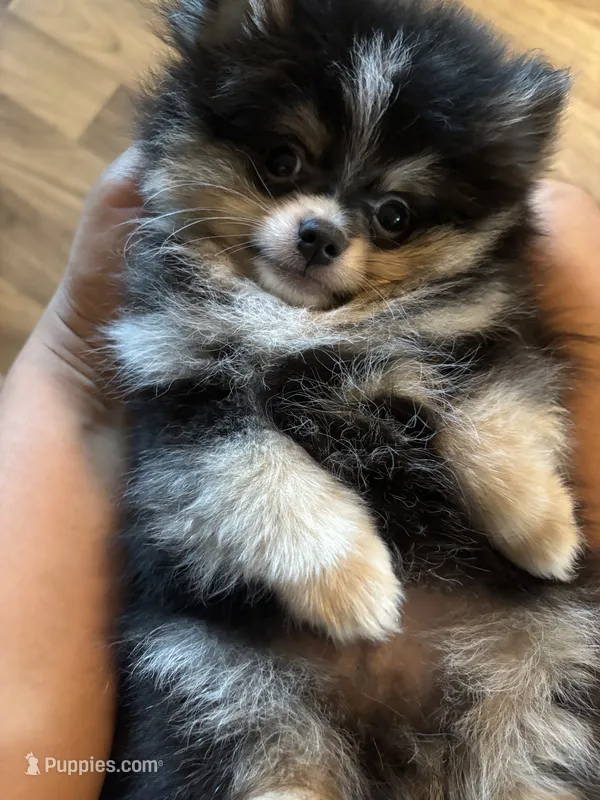 Blue – Pomeranian puppy for sale in Brentwood, CA