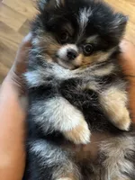Blue, a male Pomeranian for sale in Brentwood, CA – 1 of 3