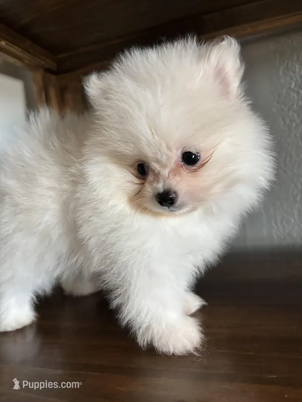 Sam, a  Pomeranian for sale in Brentwood, CA – Photo 1 of 6