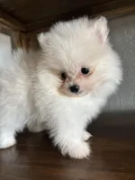 Sam, a  Pomeranian for sale in Brentwood, CA – Photo 1 of 6