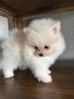 Sam, a  Pomeranian for sale in Brentwood, CA – Photo 2 of 6