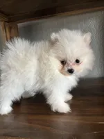 Sam, a  Pomeranian for sale in Brentwood, CA – Photo 6 of 6