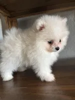 Sam, a  Pomeranian for sale in Brentwood, CA – Photo 5 of 6